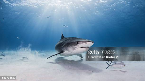underwater view of tiger shark, nassau, bahamas - tiger shark stock-fotos und bilder