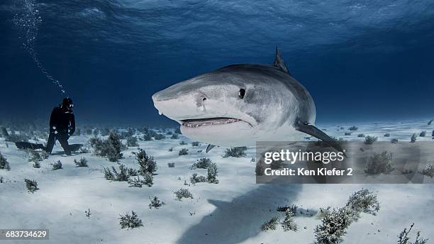 underwater view of diver near tiger shark, nassau, bahamas - tiger shark stock-fotos und bilder