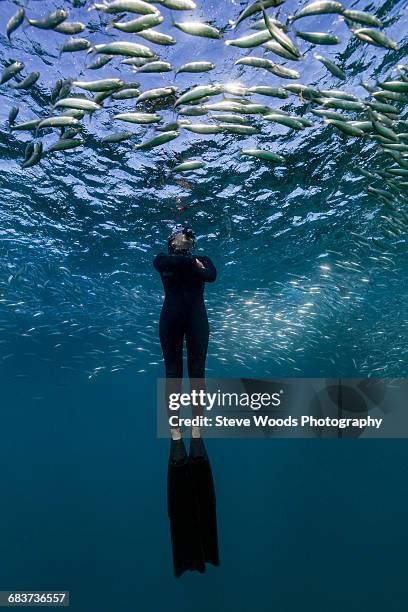 diver swimming through shoal of sardines, port st. johns, south africa - free diving stock pictures, royalty-free photos & images