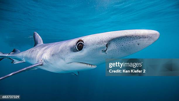 underwater view of blue shark, san diego, california, usa - albert fish stock-fotos und bilder