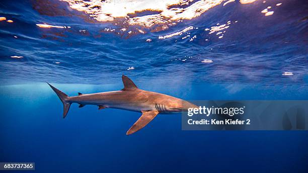 underwater view of silky shark, socorro, mexico - aleta dorsal fotografías e imágenes de stock