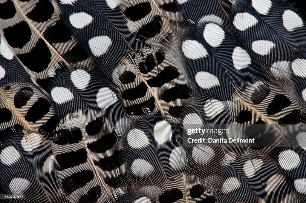 Extreme close-up of pots of white on Mearns Quails (Cyrtonyx montezumae) feather design