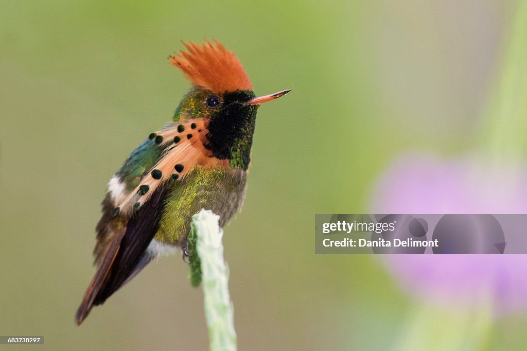 Tufted Coquette Hummingbird (Lophornis ornatus) perching on stem, Trinidad and Tobago