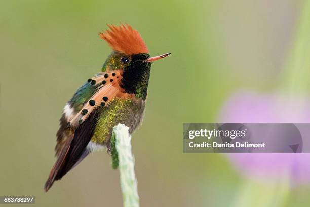 Tufted Coquette Hummingbird Perching On Stem Trinidad And Tobago High-Res Stock Photo