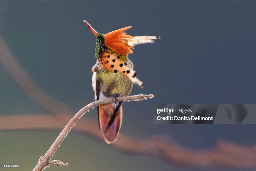 Tufted Coquette Hummingbird (Lophornis ornatus), Trinidad and Tobago