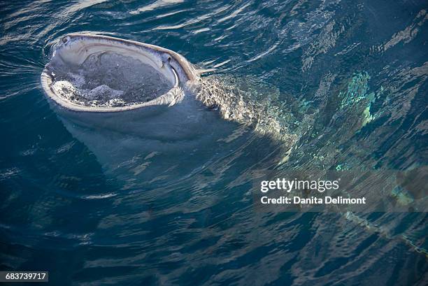 whale shark (rhincodon typus) surfacing, cenderawasih bay, west papua, indonesia - cenderawasih bay stock pictures, royalty-free photos & images