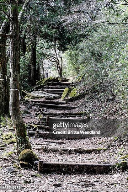 low angle view of old steps amidst trees in forest, hakone, fuji-hakone-izu national park, japan - fuji hakone izu national park stock-fotos und bilder