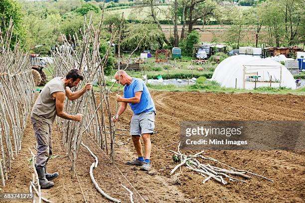 two men working in a vegetable garden sorting and tying in pea sticks as plant supports. - mint plant family stock pictures, royalty-free photos & images