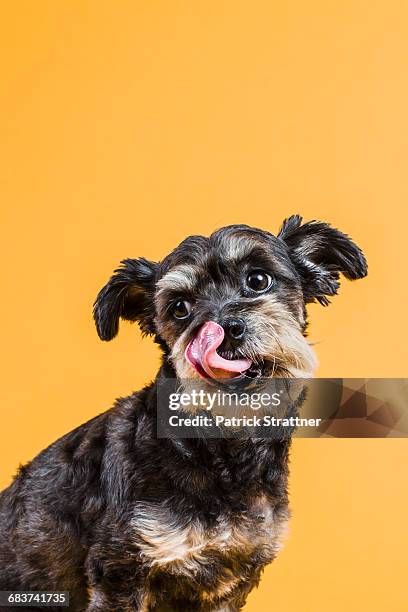 close-up of dog standing against orange wall - patrick wall stock pictures, royalty-free photos & images