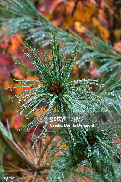 detail of eastern white pine (pinus strobus) with raindrops, white mountain national forest, new hampshire, new england, usa - pinus strobus stock pictures, royalty-free photos & images