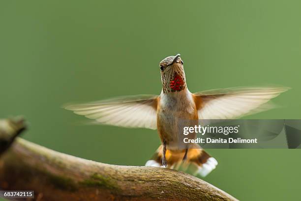 calliope hummingbird (selasphorus calliope) hovering over tree branch, montana, usa - calliope hummingbird stock pictures, royalty-free photos & images
