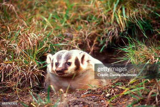 american badger (taxidea taxus) looking out from burrow, montana, usa - american badger 個照片及圖片檔