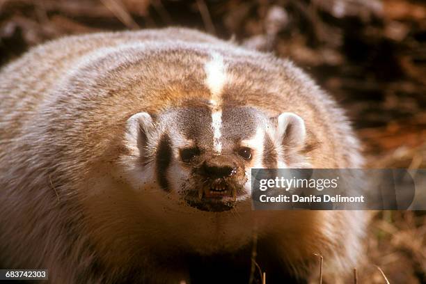 portrait of american badger (taxidea taxus), montana, usa - american badger 個照片及圖片檔