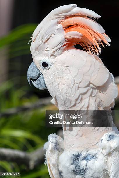 close-up portrait of citron cockatoo (cacatua sulphurea citrinocristata), gatorland, orlando, florida, usa - cacatua bird stock pictures, royalty-free photos & images