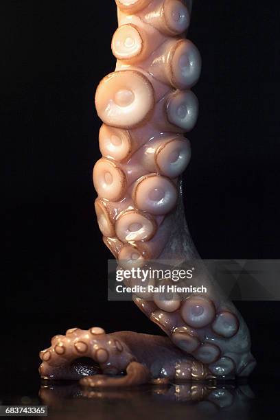 close-up of fresh octopus tentacle on table against black background - octopus sucker pattern stock pictures, royalty-free photos & images