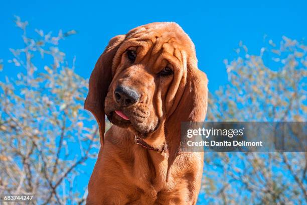 bloodhound puppy in sunlight, arizona, usa - ブラッドハウンド ストックフォトと画像