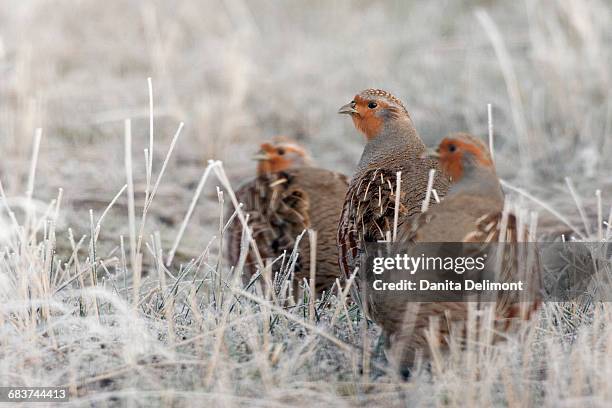 gray partridges ( perdix perdix) perching in grass - perdix stock pictures, royalty-free photos & images