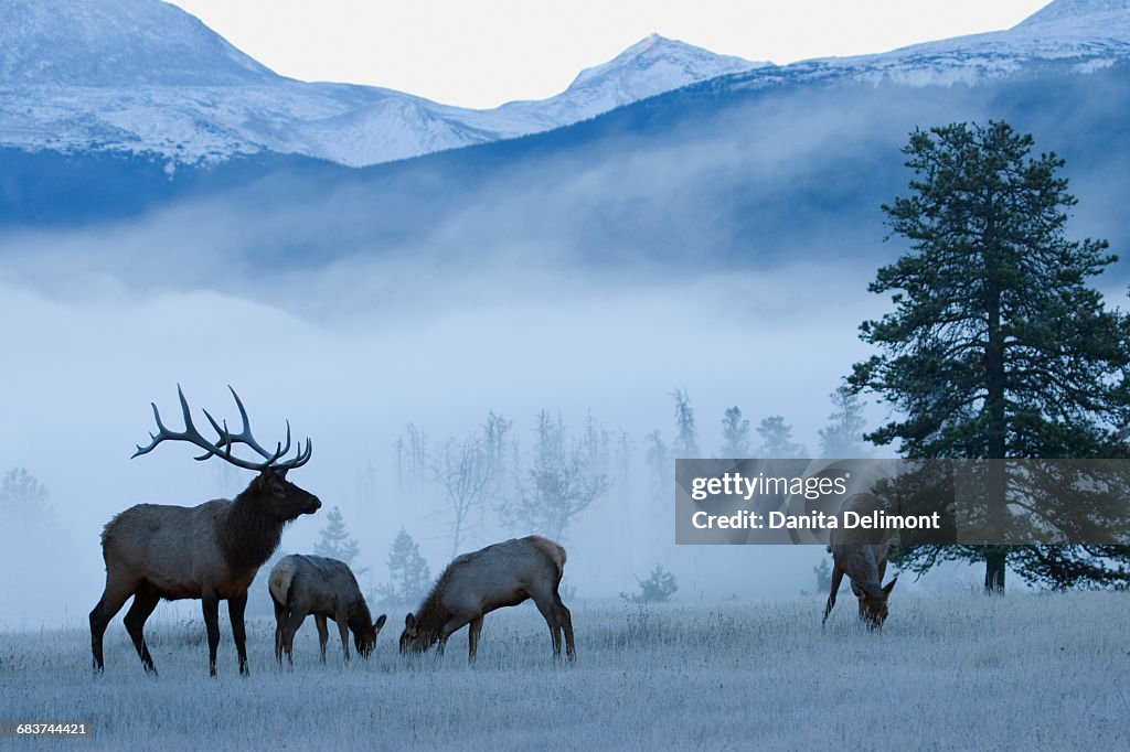 Rocky Mountain Elk (Cervus elaphus nelsoni) bull and cows grazing in frosty morning