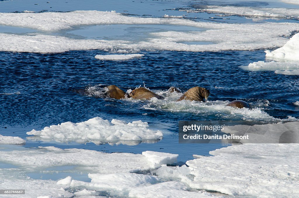 Walrus (Odobenus roamerus) on ice flow, Northeast-Svalbard Nature Reserve, Seven Islands, Sjuoyane, Svalbard, Barents Sea, Norway