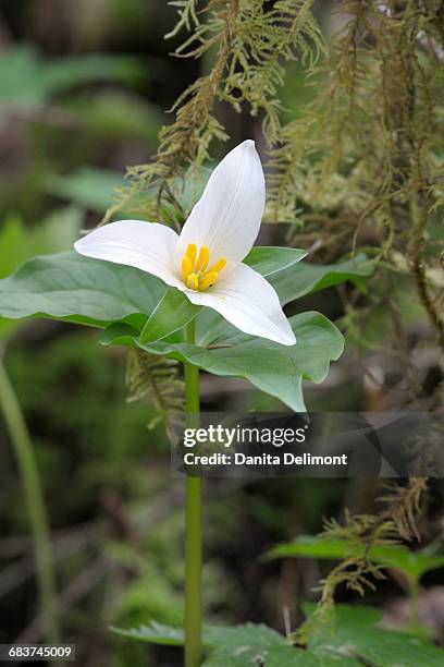 western trillium (trillium ovatum), honeymoon bay wildflower reserve, cowichan valley, british columbia, canada - cowichan bay stock pictures, royalty-free photos & images