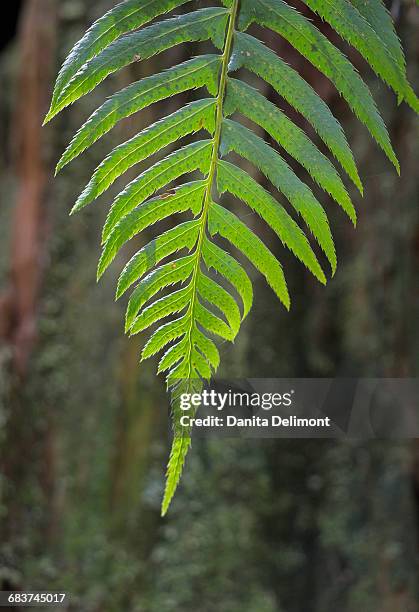 fern frond, honeymoon bay wildflower reserve, cowichan valley, british columbia, canada - cowichan bay stock pictures, royalty-free photos & images
