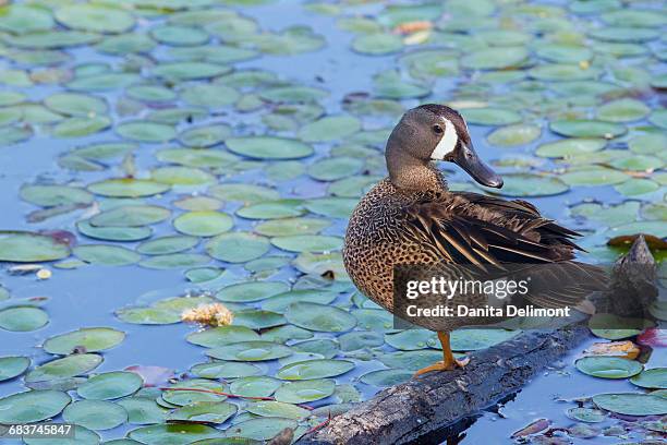 blue-winged teal drake ( anas discors) perching on log in pond - teal anas discors birds stock pictures, royalty-free photos & images