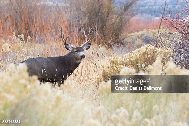 mule deer (odocoileus hemionus) buck standing in bushes - mule deer stock pictures, royalty-free photos & images