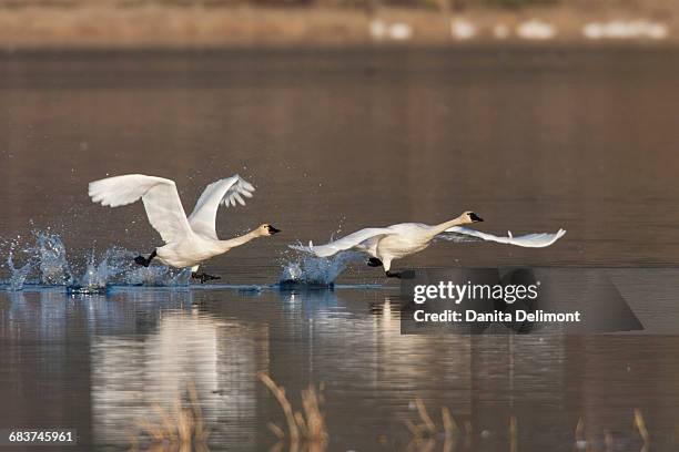 tundra swans ( cygnus columbianus) taking flight - cygnus columbianus stock pictures, royalty-free photos & images