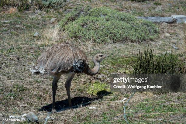 Flightless Rhea Rhea Flightless Bird Photos and Premium High Res Pictures - Getty Images