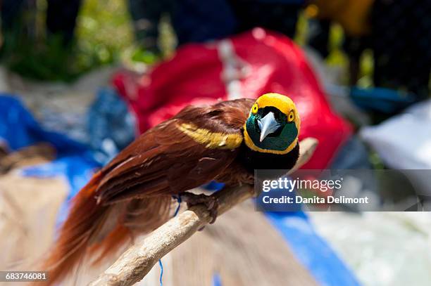 birds of paradise (paradisaeidae) at traditional sing sing ceremony, mount hagen, highlands, papua new guinea - paradisaeidae stock pictures, royalty-free photos & images