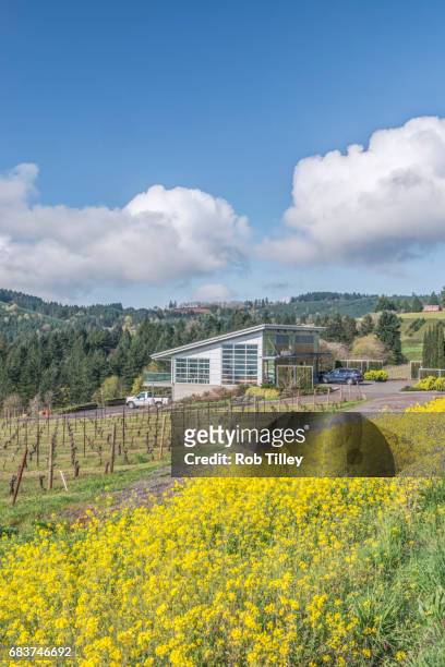 mustard blooming at winderlea vineyard - willamette valley stock pictures, royalty-free photos & images