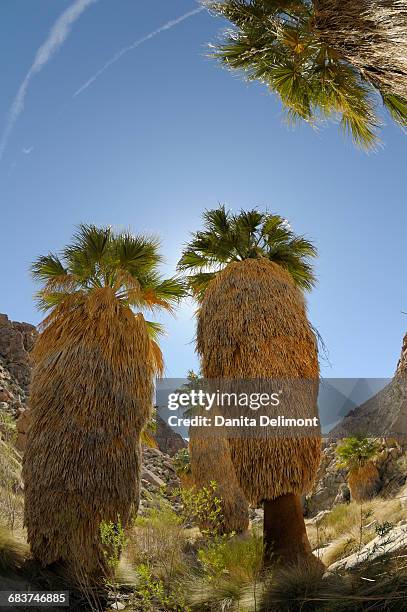 desert fan palm (washingtonia filifera), joshua tree national park, california, usa - ワシントンヤシ属 ストックフォトと画像