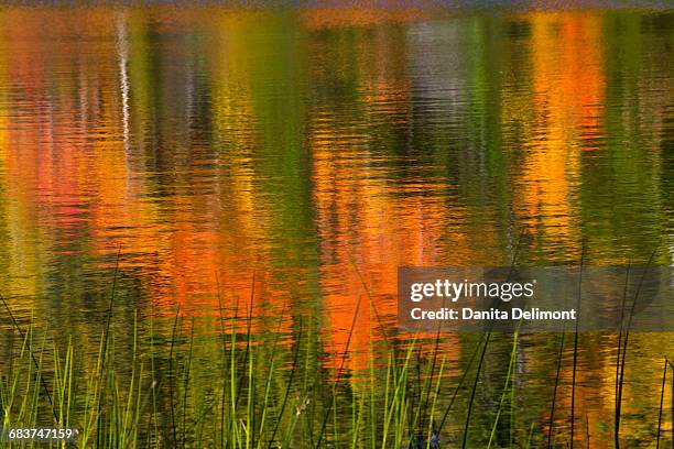 close-up of colorful surface of bubble pond, acadia national park, maine, new england, usa - bubble pond stock-fotos und bilder