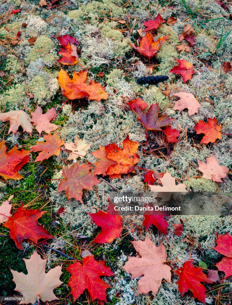 Close-up of fallen sugar maple leaves (Acer saccharum), lichen and moss, Keweenaw Peninsula, Michigan, USA