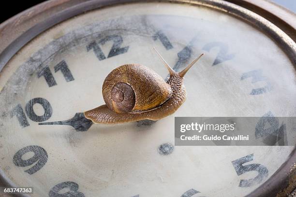 Snail And Clock Photos and Premium High Res Pictures - Getty Images