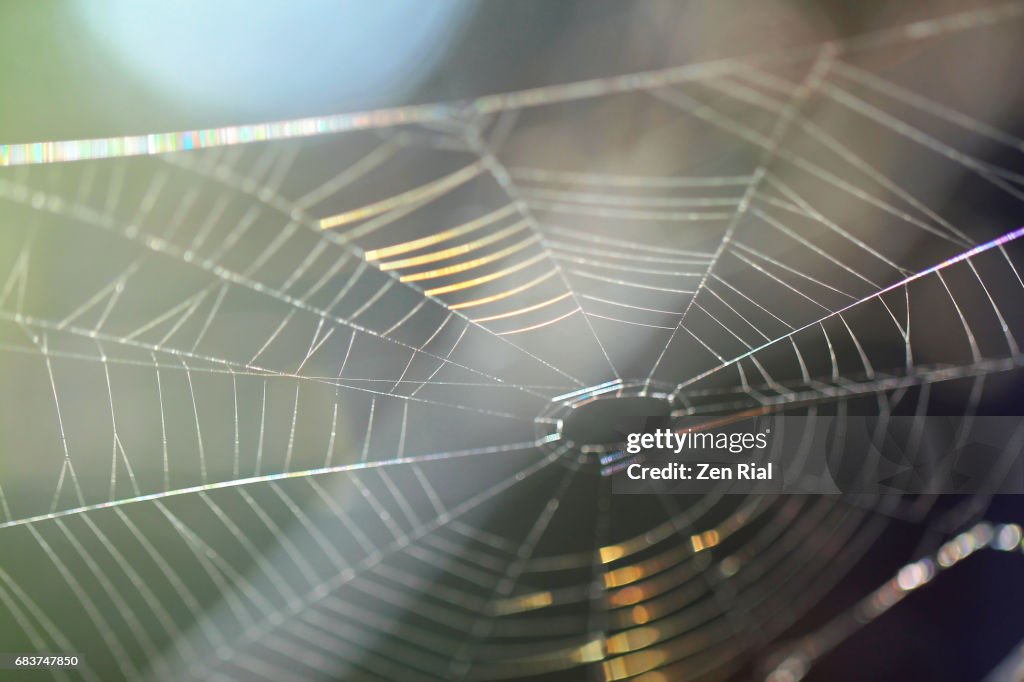 Iridescent abandoned Spider web