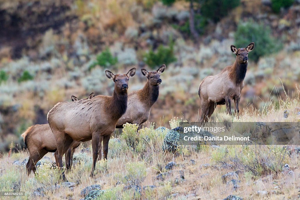 Rocky Mountain Elk Cows (Cervus canadensis nelsoni) standing in field in Yellowstone National Park, Wyoming, USA
