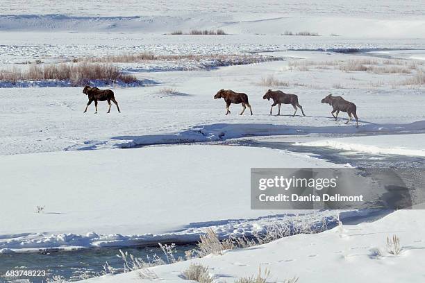 shiras moose (alces alces shiras) walking through snow field in yellowstone national park, wyoming, usa - a shiras moose stock pictures, royalty-free photos & images