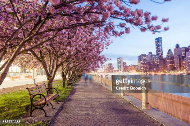 nyc frühling kirschblüten auf roosevelt island manhattan blick dämmerung - urban art stock-fotos und bilder