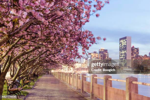 nyc frühling kirschblüten auf roosevelt island manhattan blick dämmerung - new york spring spectacular stock-fotos und bilder