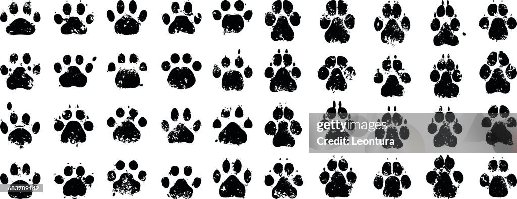 Gato y perro impresiones