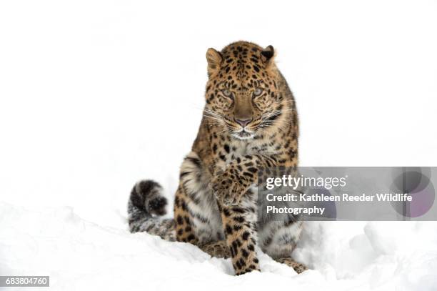 amur leopard in snow - amur leopard stock-fotos und bilder