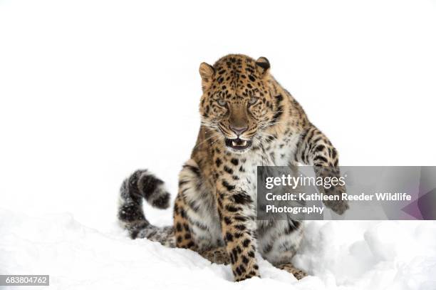 amur leopard in snow - amur leopard stock-fotos und bilder