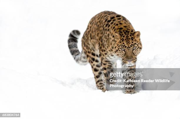 amur leopard in snow - snow leopard stock-fotos und bilder