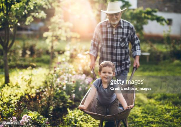 gardening - man planting garden stock pictures, royalty-free photos & images