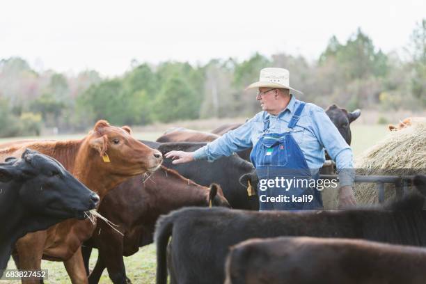 agriculteur l’alimentation des vaches dans le champ - rancher photos et images de collection