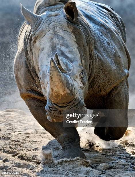 rhino attack - rhinoceros bildbanksfoton och bilder