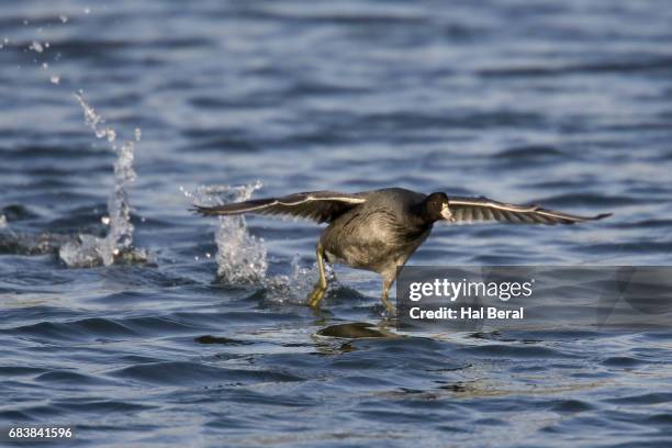 american coot "running" across the water - american coot stock pictures, royalty-free photos & images