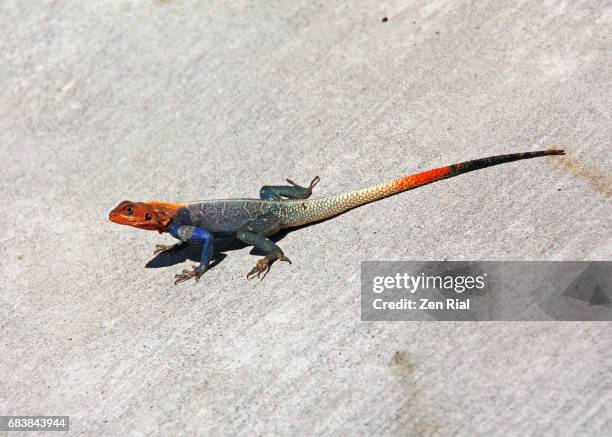 agama lizard - common agama, red-headed rock agama, or rainbow agama (agama agama) - introduced species stock pictures, royalty-free photos & images