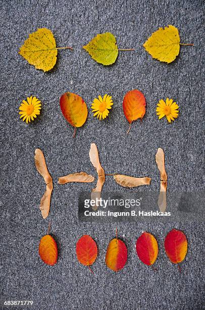 autumn knolling  - 翼果 ストックフォトと画像